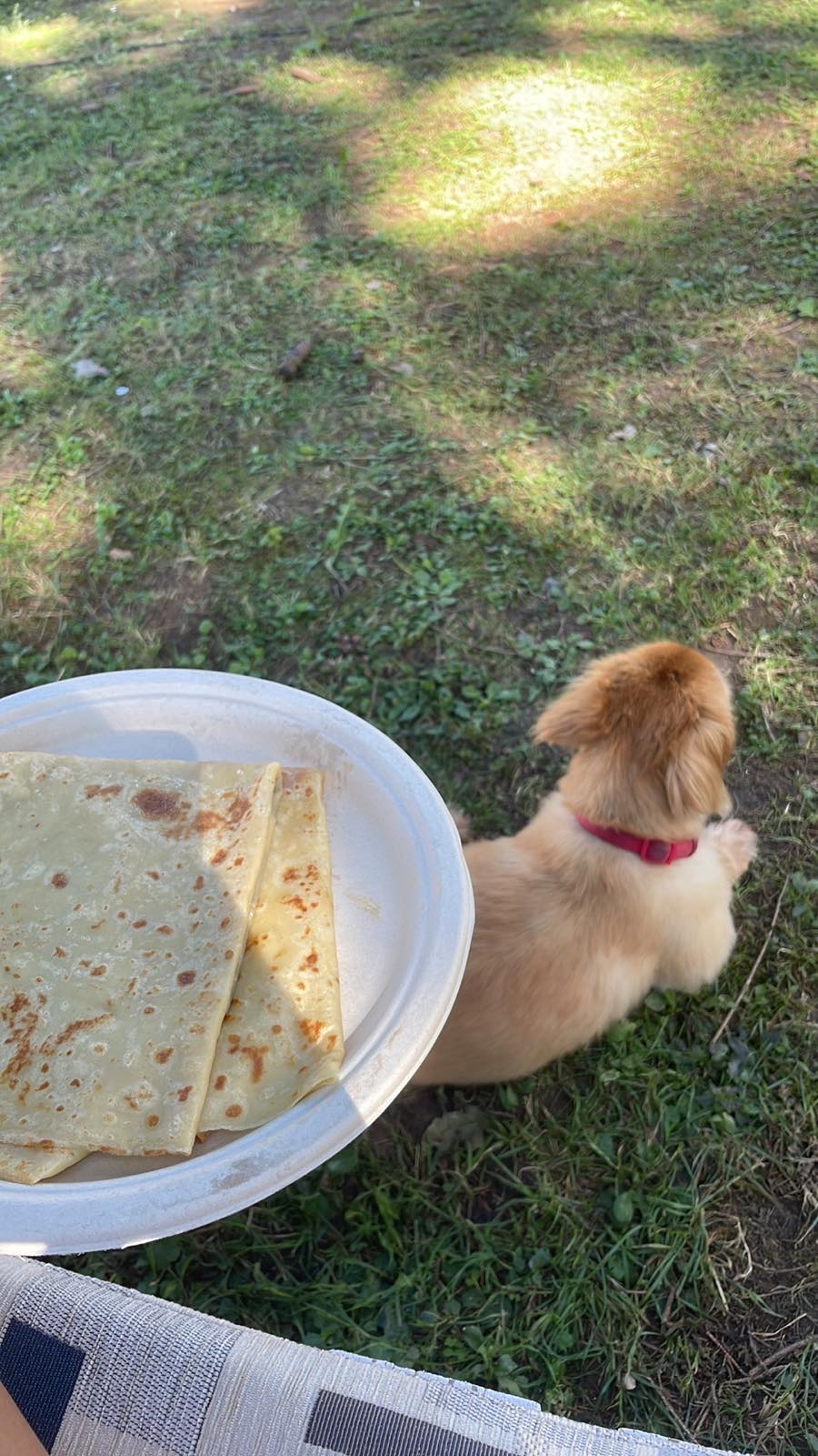 palacinka